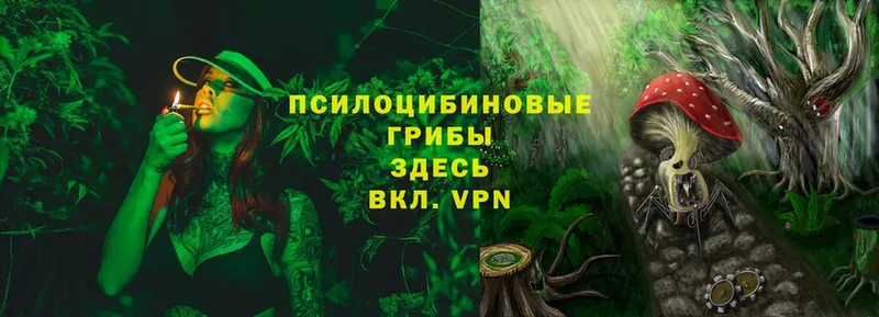 Псилоцибиновые грибы Cubensis  что такое   Бокситогорск 